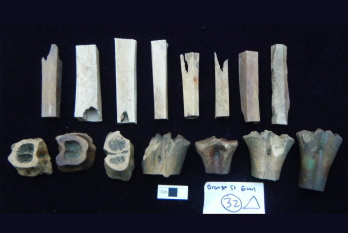 Fragments of bone-working waste. Image: Colchester Archaeological Trust