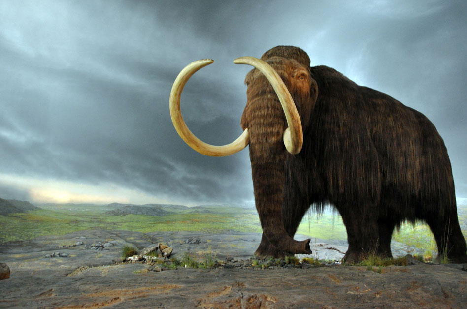 "Woolly mammoth" by Flying Puffin - MammutUploaded by FunkMonk. Licensed under CC BY-SA 2.0 via Wikimedia Commons