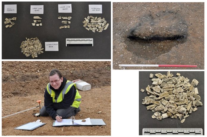Excavator Malgorzata Some of the cremated remains found by Oxford Archaeology at a pipeline site in Essex, the partially excavated pit and Kwiatkowska completing record sheets at the site. © Oxford Archaeology