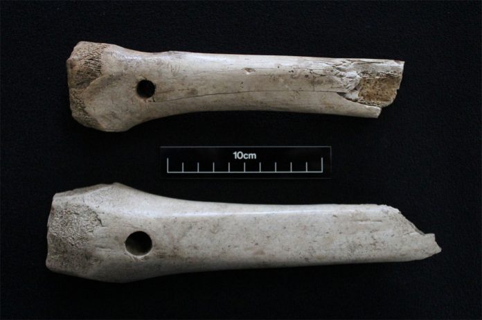 Probable bone sled runners. Image: Archaeological Solutions