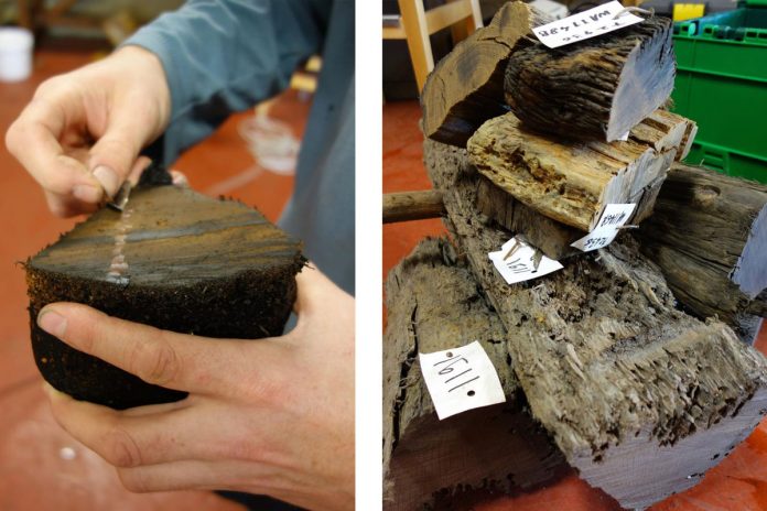Dr Roderick Bale revealing tree rings and Timbers ready for transport for further testing. Images: Wessex Archaeology