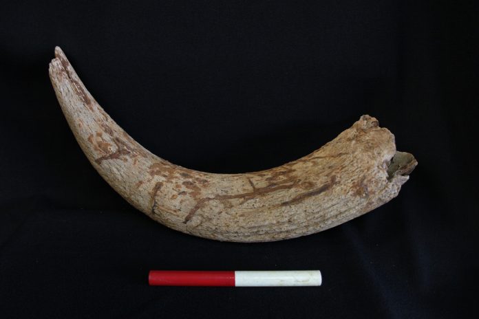 The aurochs horn core from excavation in Cambridgeshire