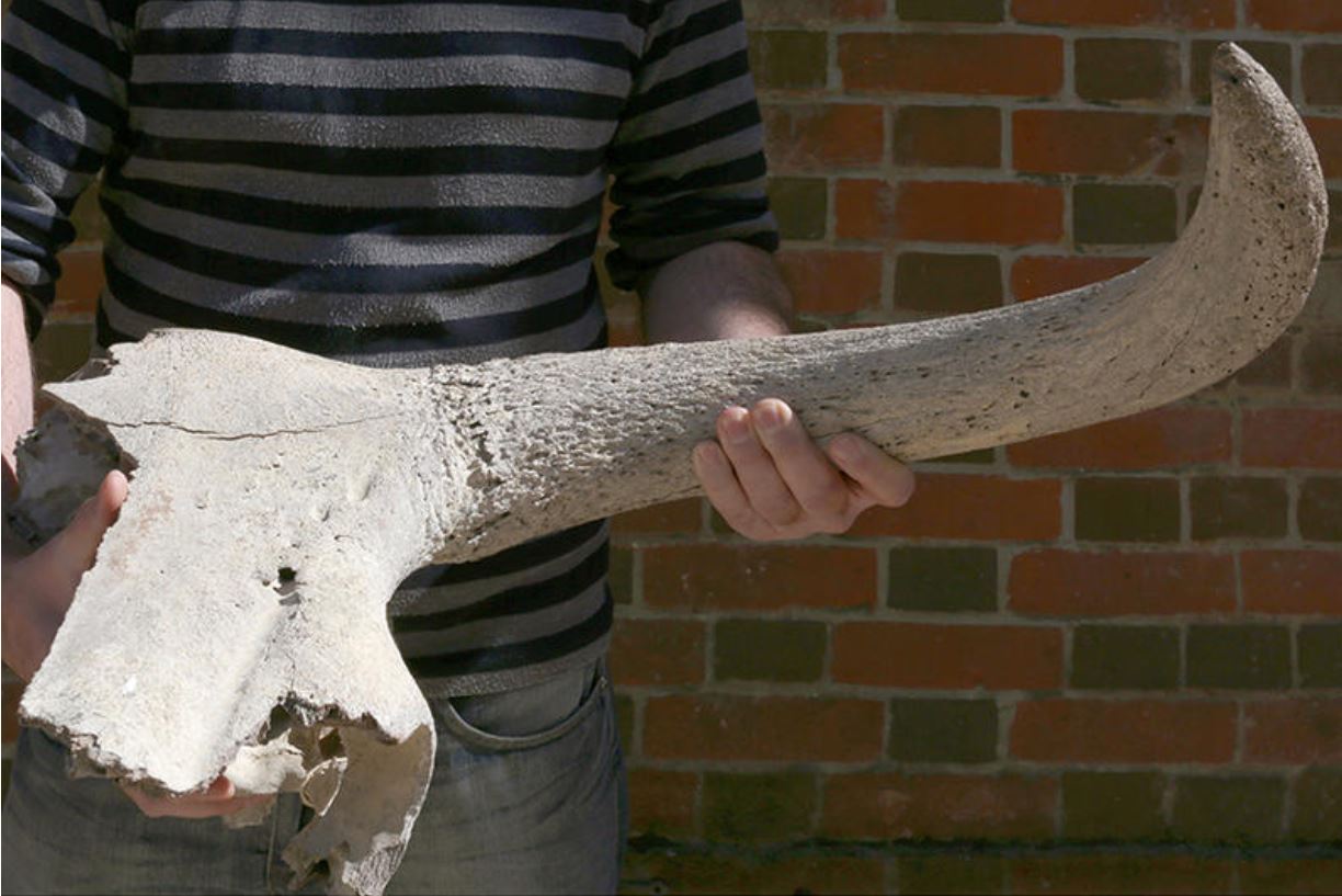 Aurochs Skull from Neolithic context: Wessex Archaeology