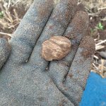 heavily impacted lead bullet fired during the Battle of Vinegar Hill