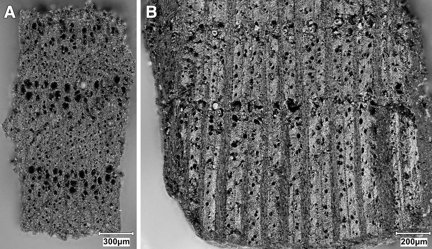 TS planes of Amygdalus charcoal fragments (photos by E Asouti)